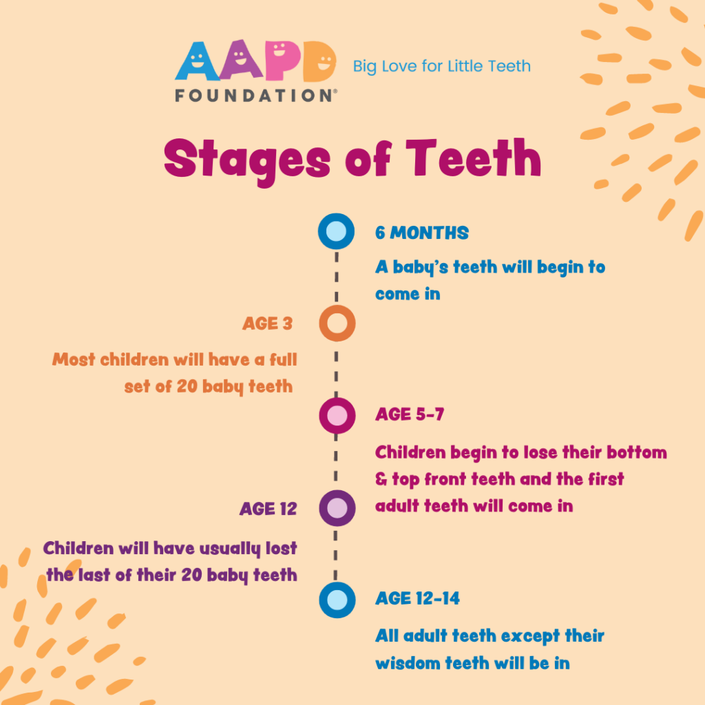 Stages of Teeth